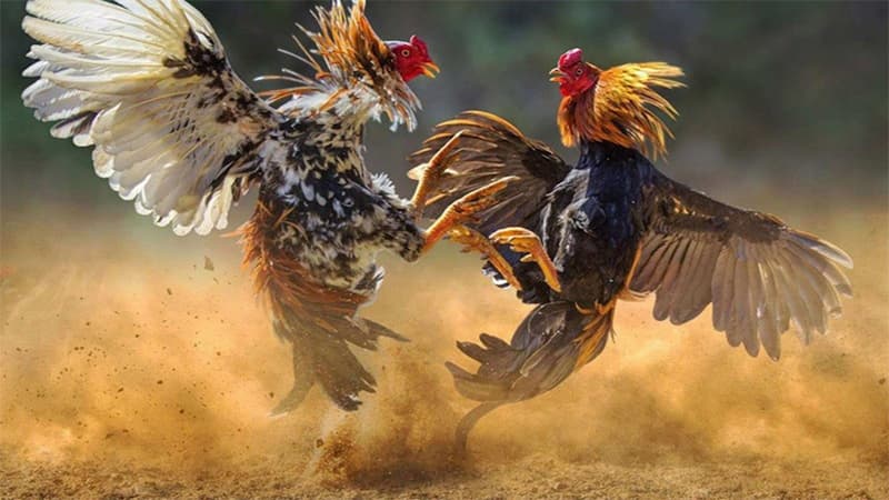 Vì sao nên chọn Đá Gà LC88 làm điểm đến giải trí của anh em
