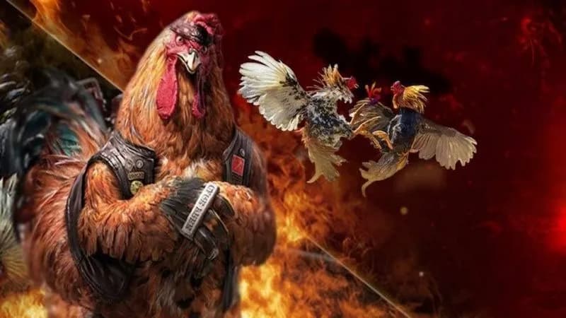 Bí quyết lựa chọn chiến kê chuẩn xác giúp anh em nâng cao tỷ lệ thắng
